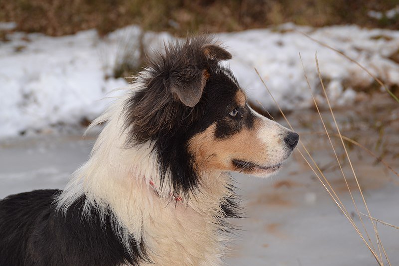 border collie side