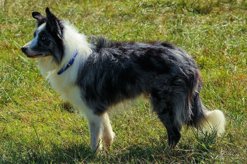 How Much Does a Border Collie Cost? 2023 Price Guide