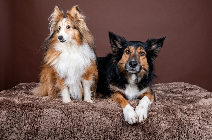 border sheepdog