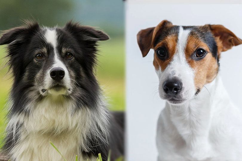 bordercollie+jackrussell