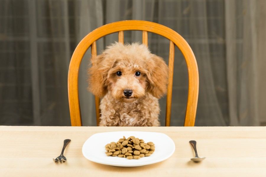 bored and uninterested Poodle puppy_thamKC_shutterstock