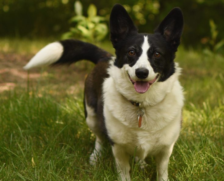 40 Corgi Mixed Breeds With Info Pictures Hepper Pet Resources 40 Corgi Mixed Breeds With Info Pictures Hepper Pet Resources
