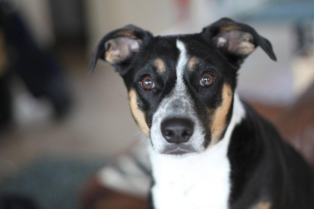 bostalian italian greyhound boston terrier