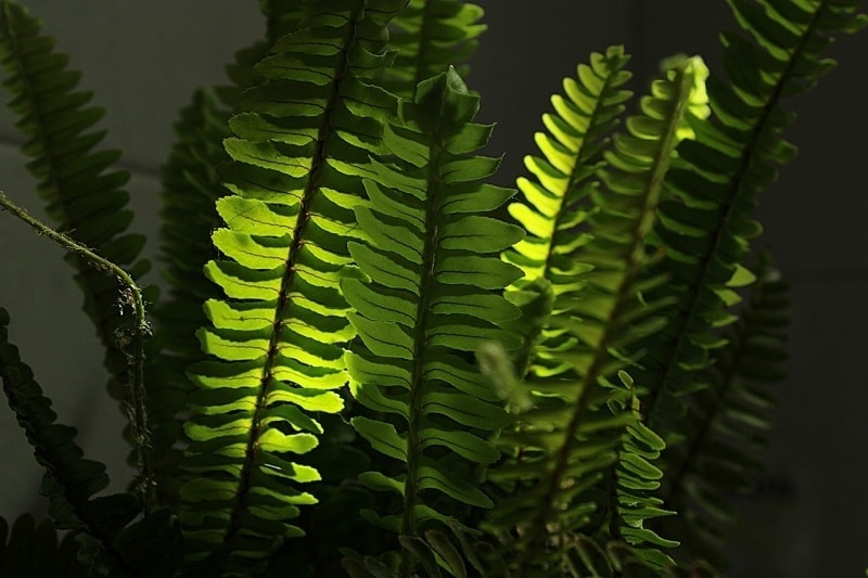 boston fern