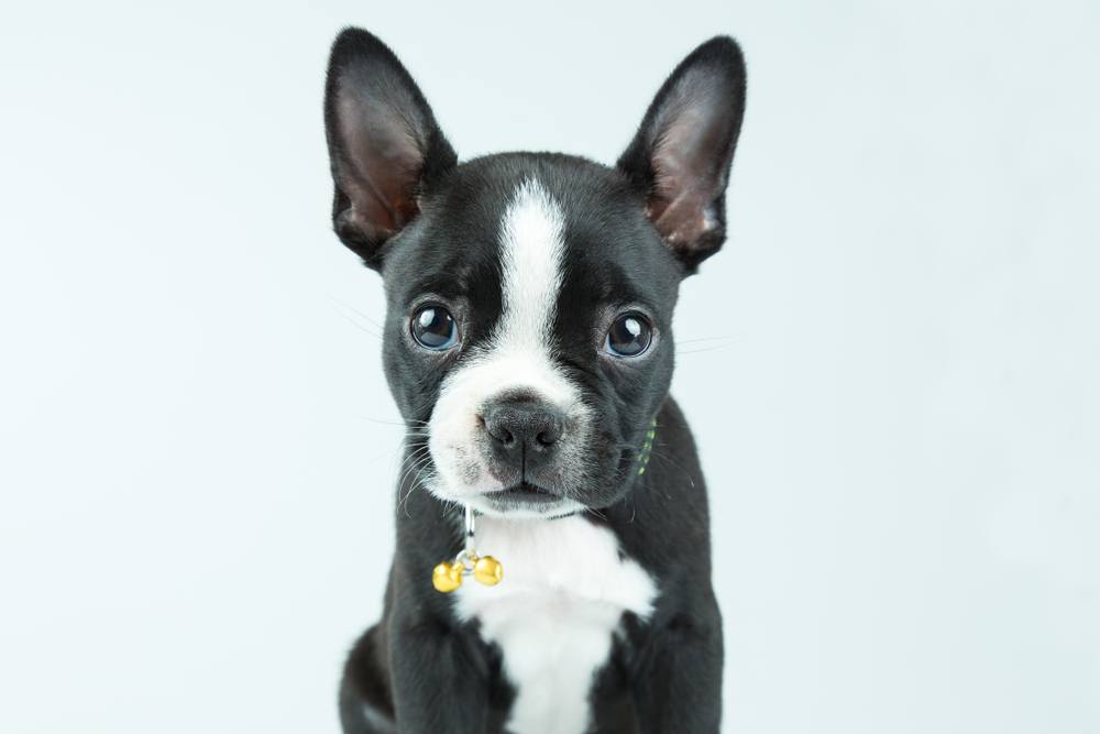 How Much Is A Chihuahua And Boston Terrier Mix