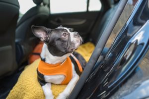 boston terrier on blanket riding car