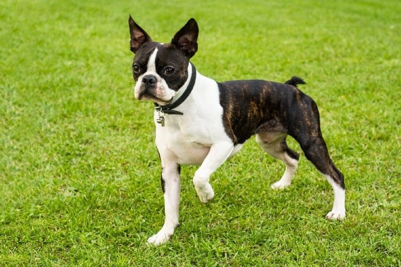 boston terrier on grass