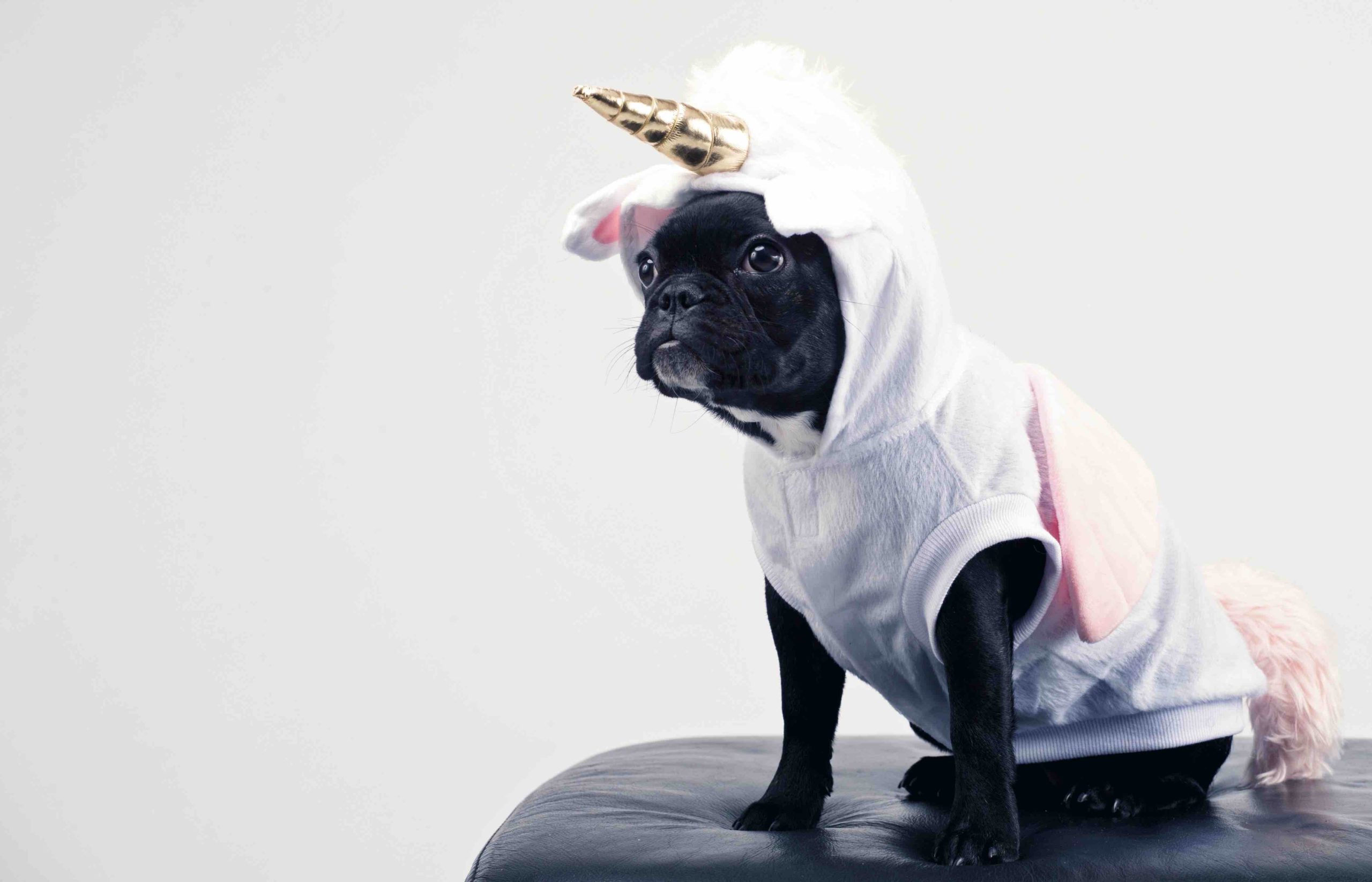 boston terrier unicorn costume
