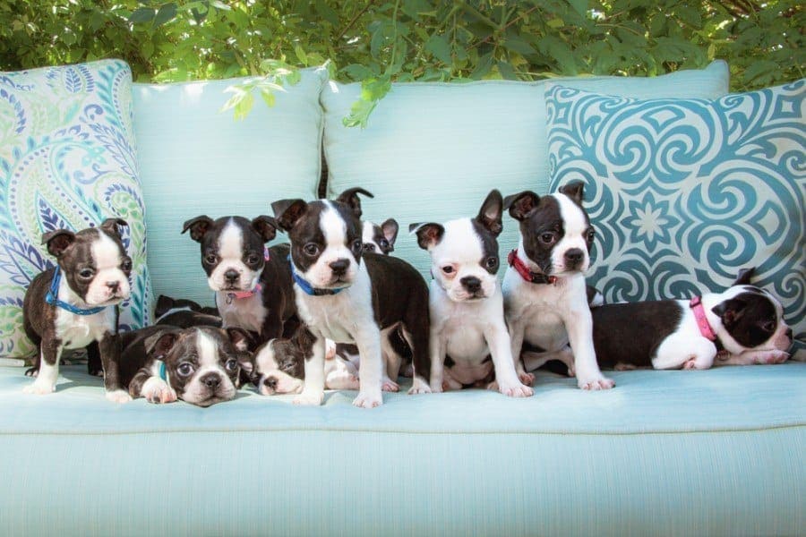 how big do boston terrier puppies get