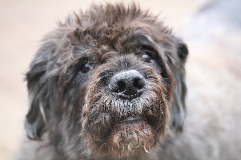bouvier des flandres dog