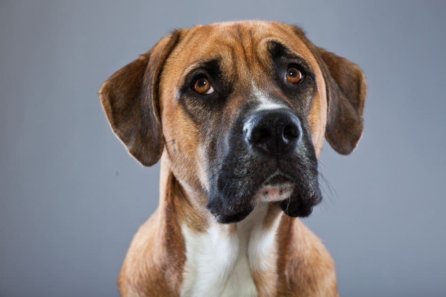 Boxane (Boxer & Great Dane Mix) Info, Pictures, Traits Hepper