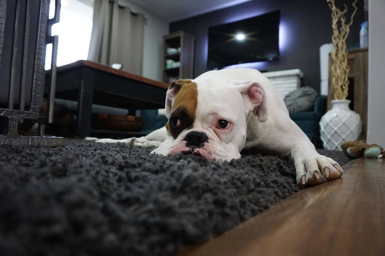 boxer inside the house