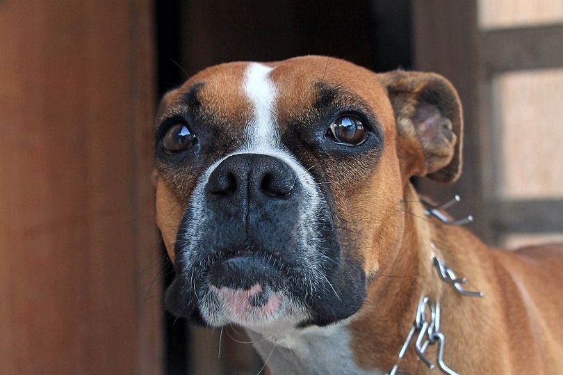 Boxset (Boxer x Basset Hound Dog Breed Info