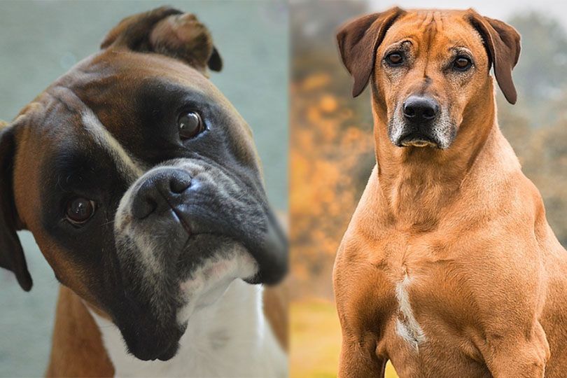 boxer and Rhodesian ridgeback parents