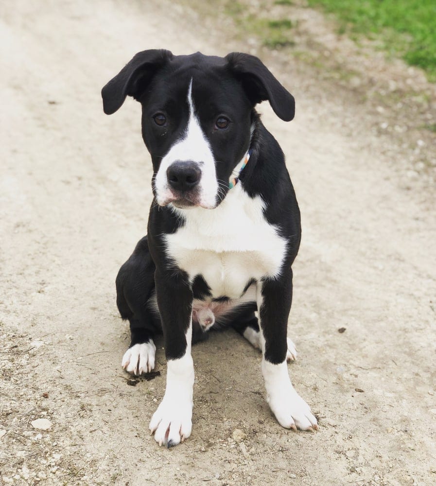 Boxollie (Boxer & Border Collie Mix): Info, Pictures, Characteristics &  Facts | Hepper