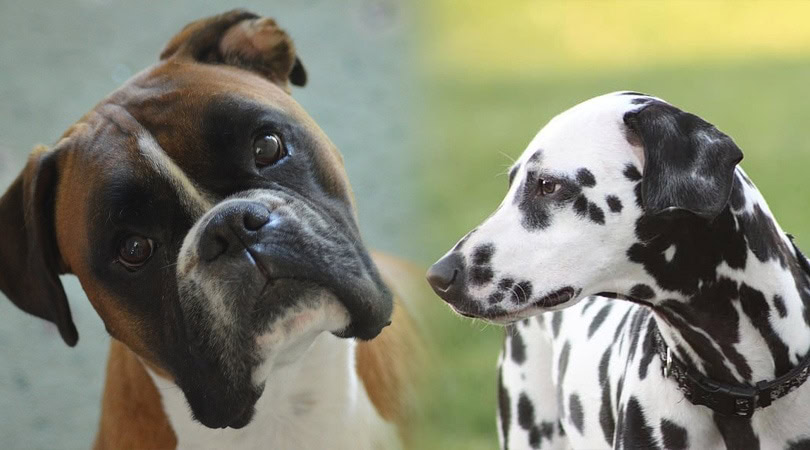 boxer dalmatian