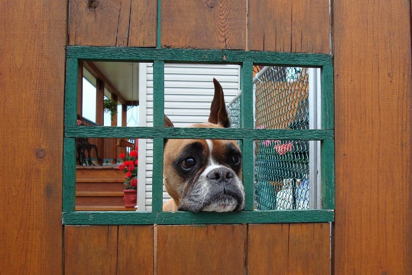 boxer dog los anxious behind the door, separation anxiety