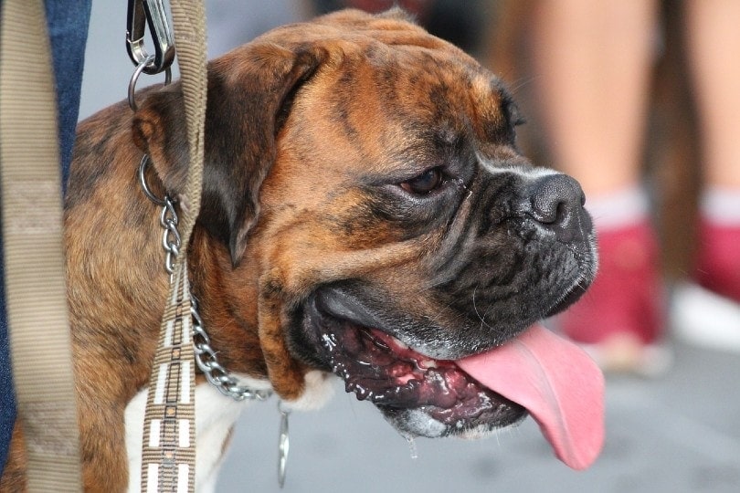 boxer dog drooling