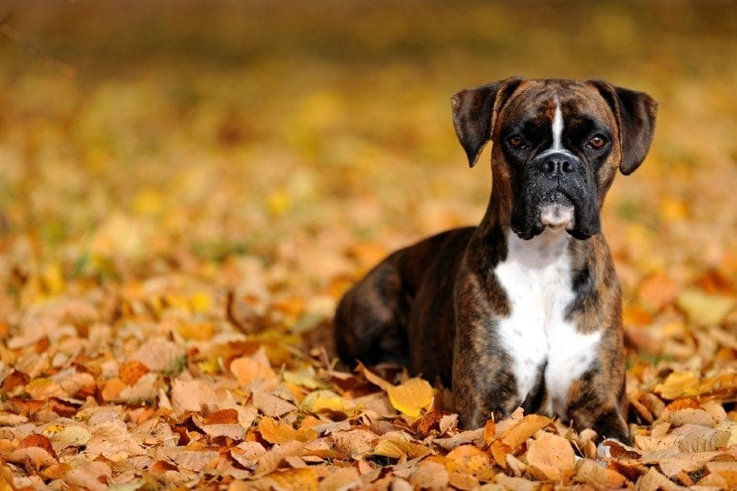 boxer dog lying on autumn leaves