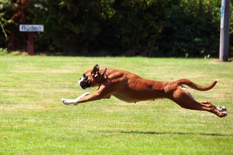 boxer dog running in the field