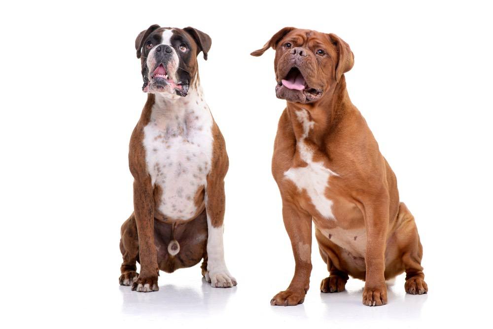 Dogue Boxer (Boxer & Dogue De Bordeaux Mix): Traits | Hepper