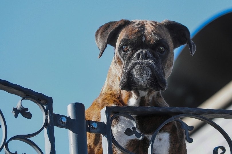 boxer guard dog
