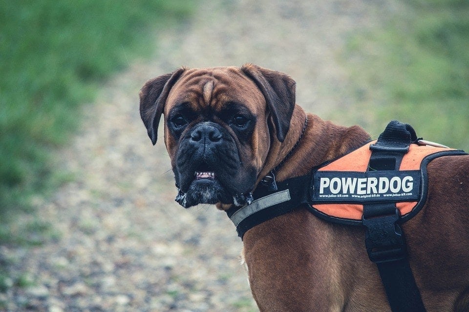 boxer wearing harness