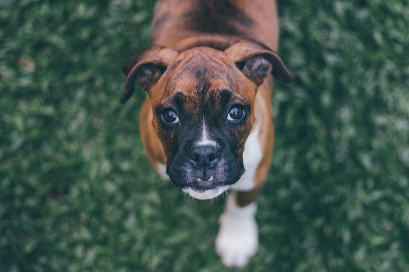 boxer