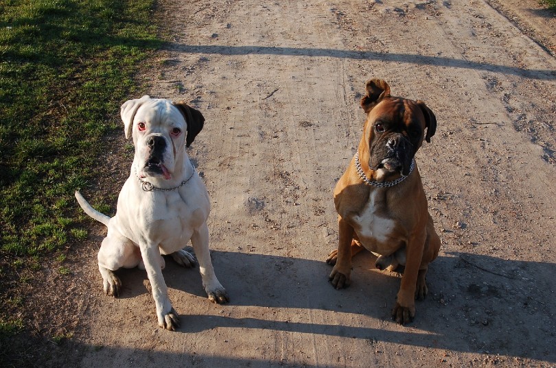 how much should a boxer puppy eat a day