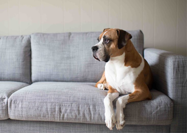 7 Best Couch Materials & Fabrics for Dogs (With Pictures) boxset boxer basset on couch scaled e1603015586340 - 7 Best Couch Materials & Fabrics for Dogs (With Pictures)