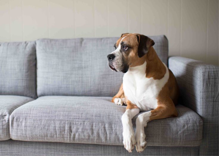 boxset boxer basset on couch