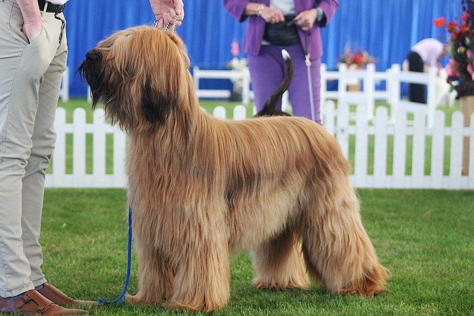 fawn long coated briard
