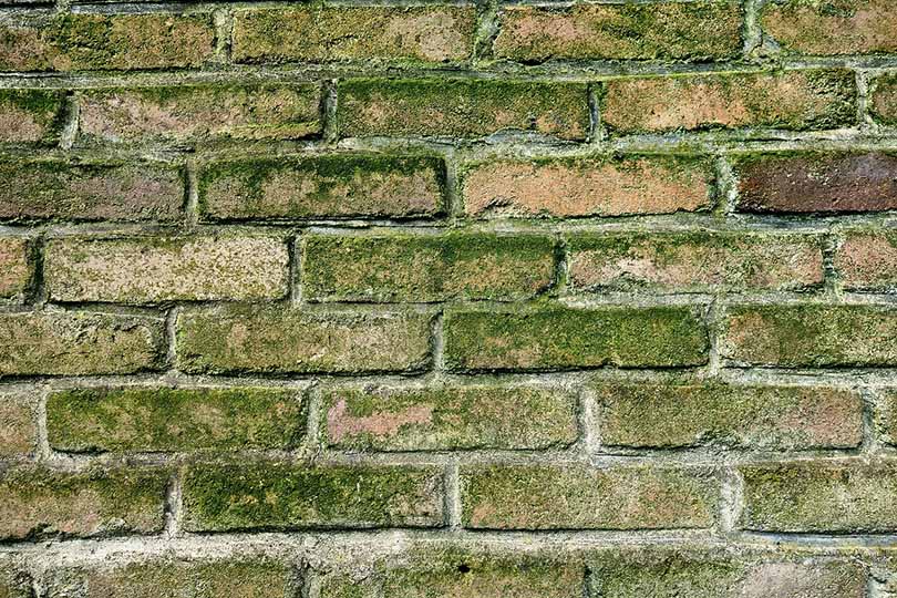 brick wall with molds