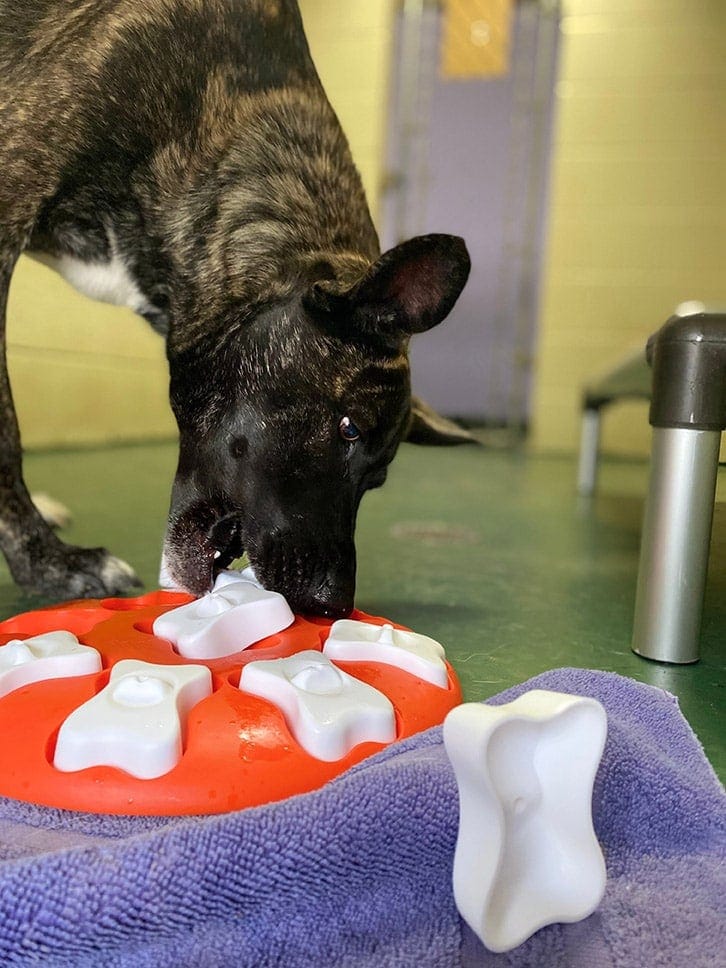 brindle dutch shepherd playing puzzle