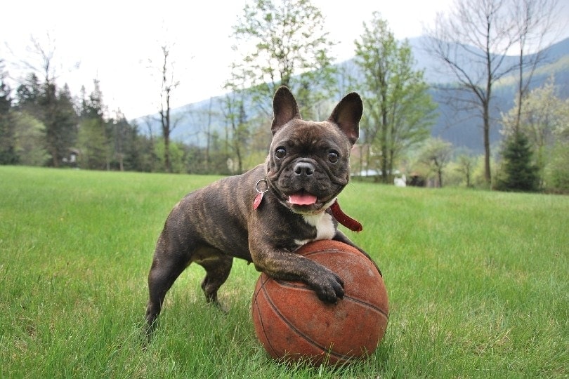 brindle and white french bulldog playing with a ball