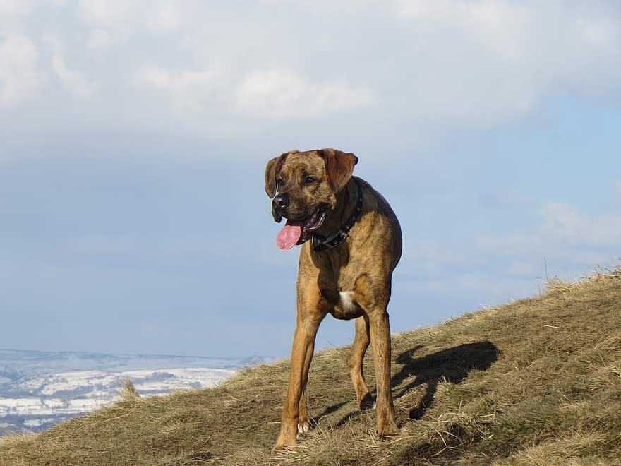 Boxador Boxer Lab Mix Info Pictures Traits Facts Hepper