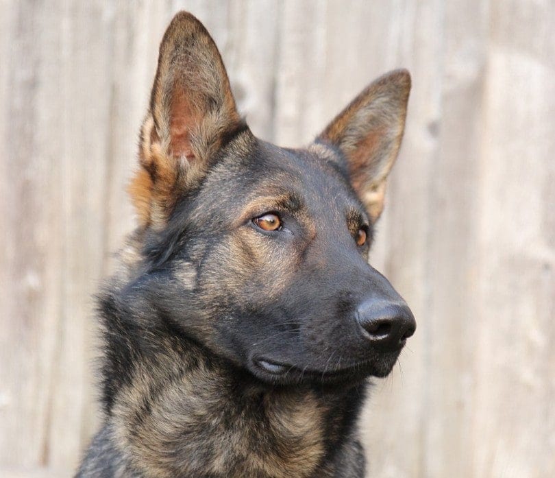 brindle german shepherd