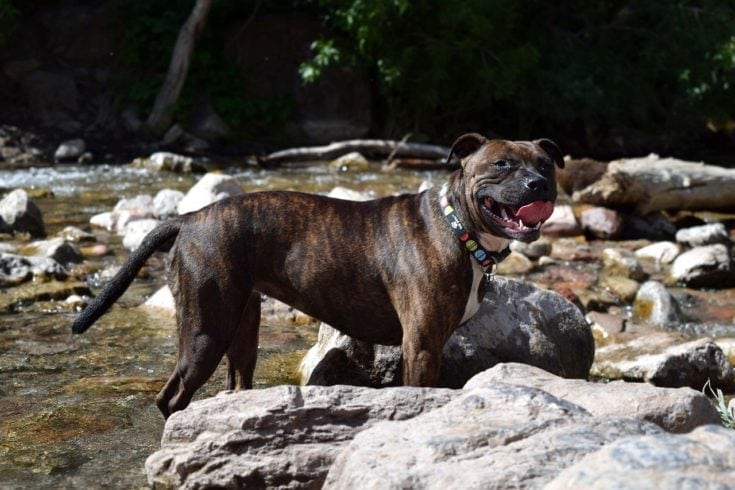 brindle pit bull river