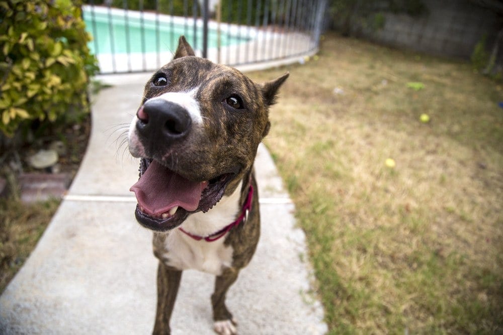 brindle pit bull smiling outside