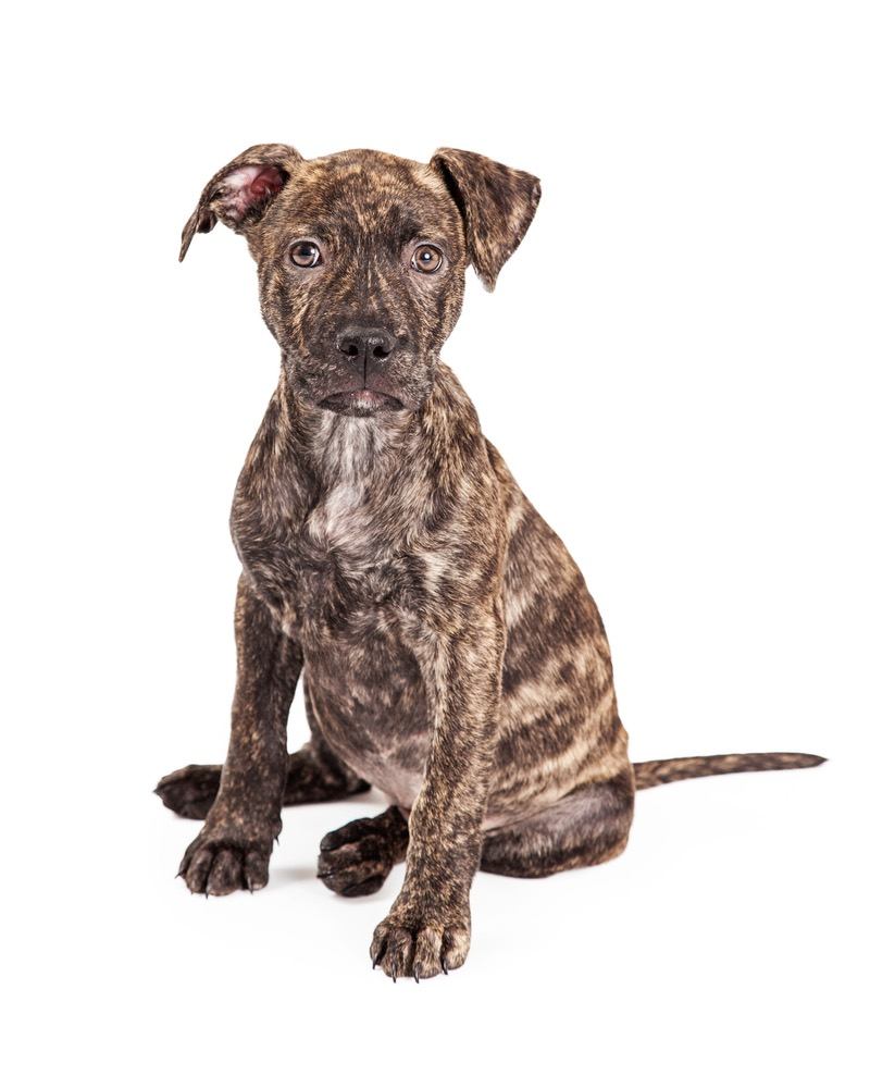 brindle pitbull puppy