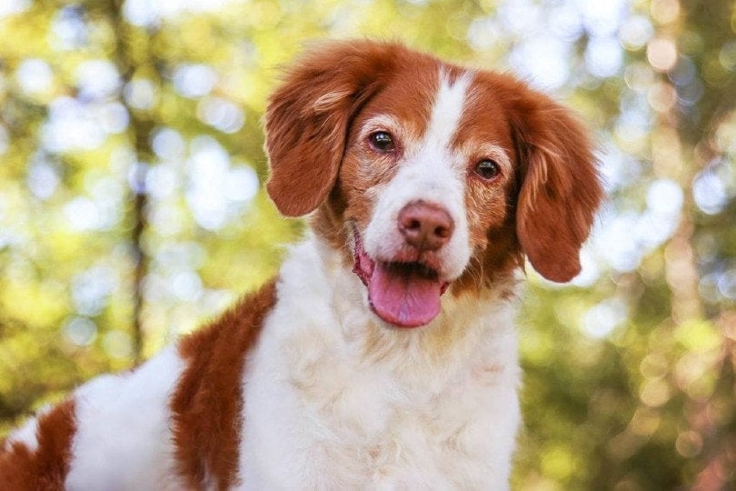 brittany dog close up