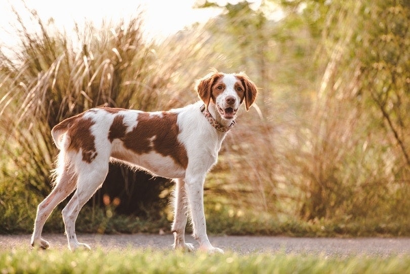 brittany or aussie