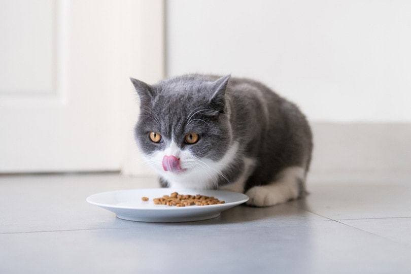 british short-haired cat eating dry cat food