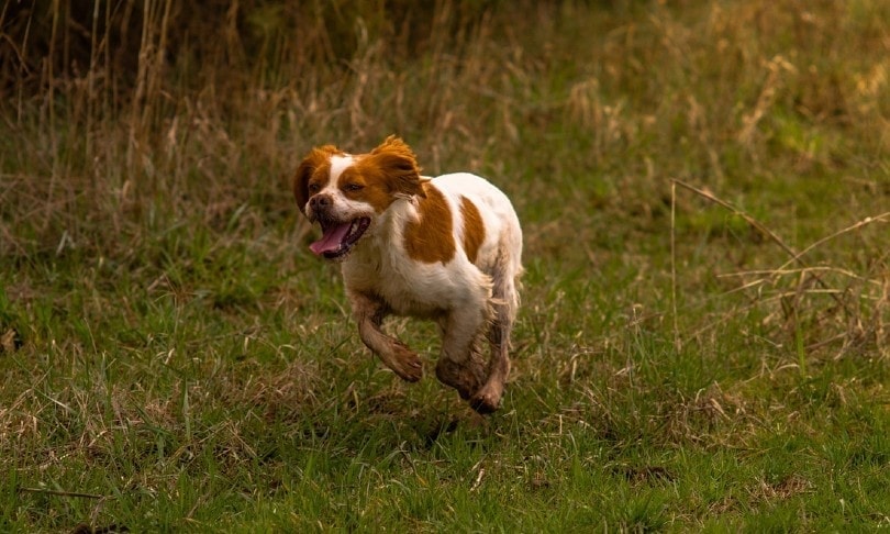 brittany dog running