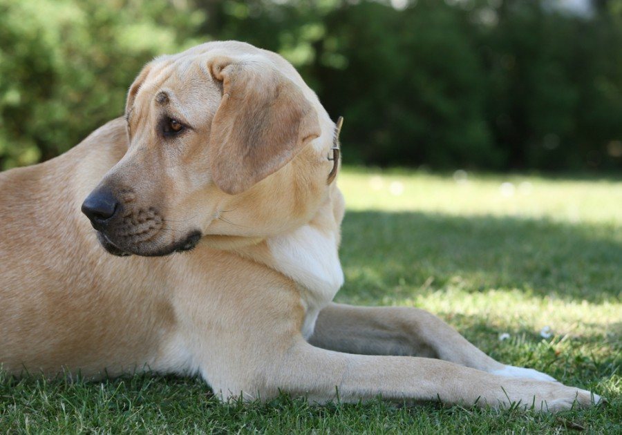 Broholmer (Danish Mastiff) Info, Pictures, Characteristics & Facts