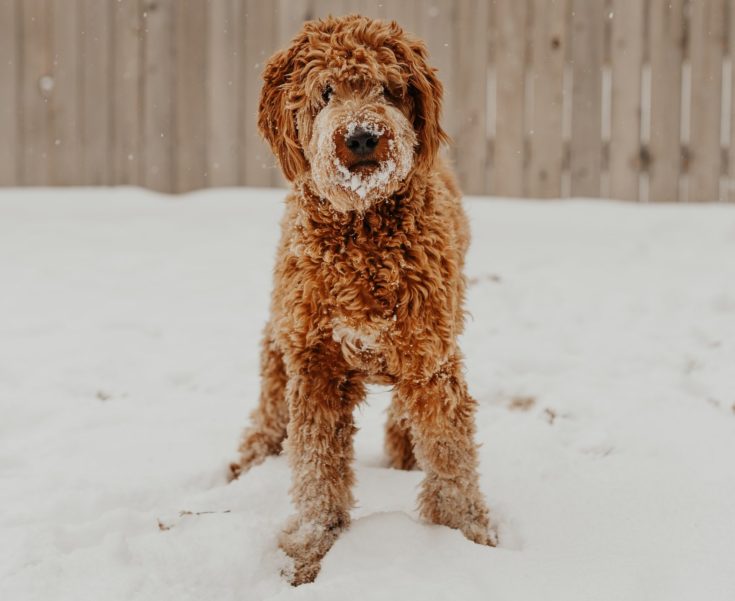 Goldendoodles tan