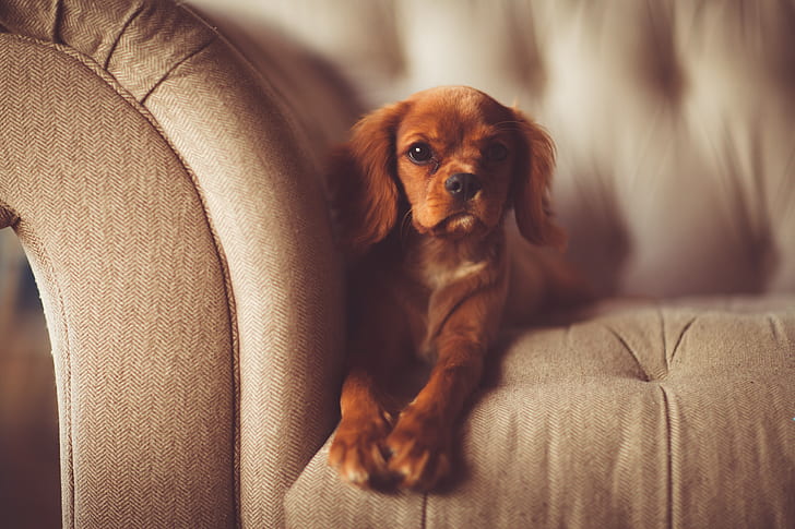 brown dog in couch