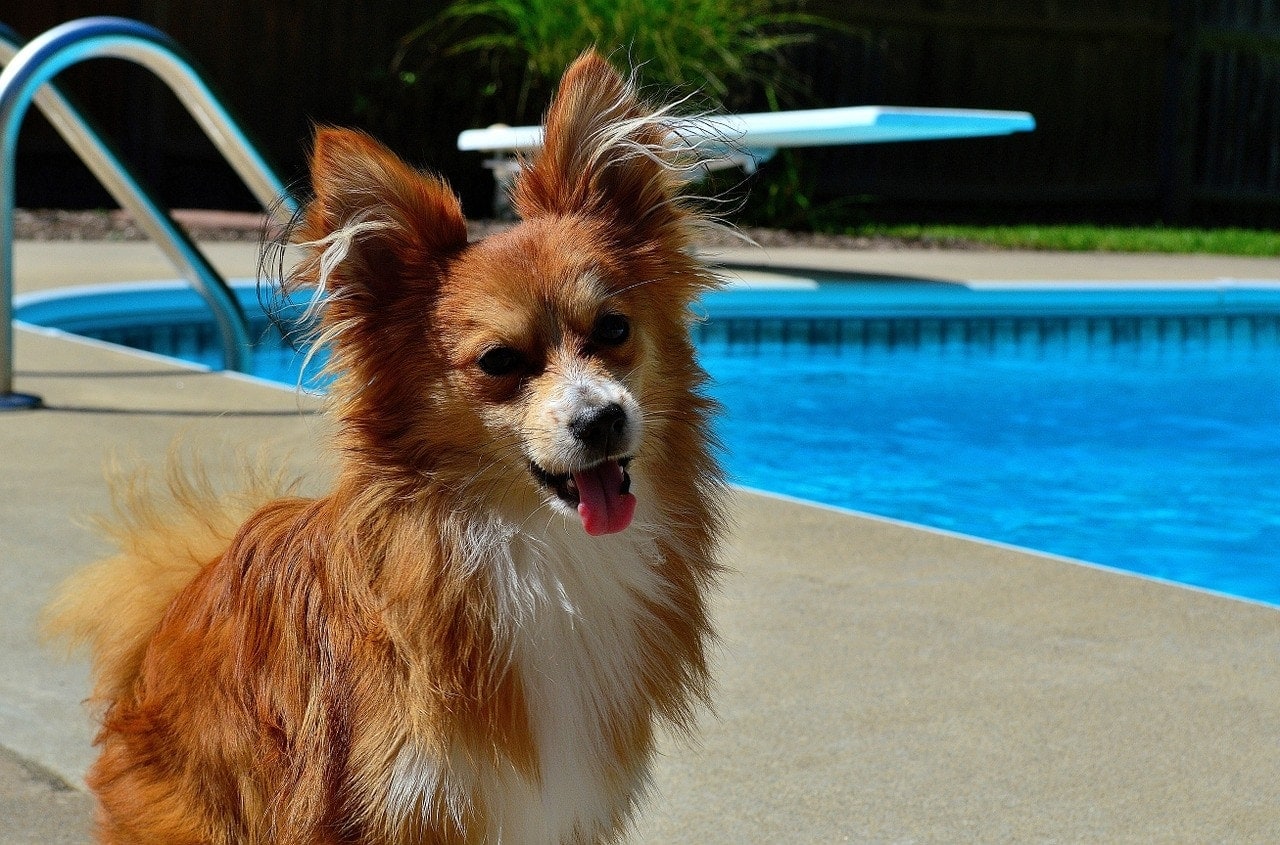 brown dog near the pool