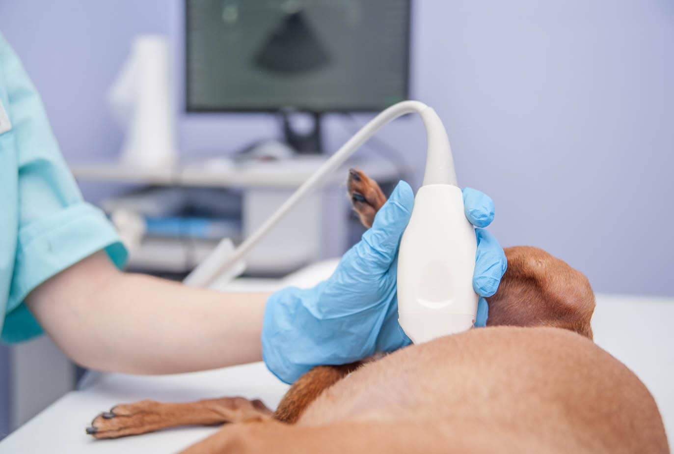 brown dog getting ultrasound at vet clinic