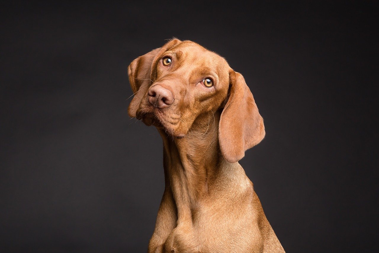 brown dog with amber eyes